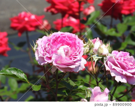 バラの花:シェエラザード バラの花:シェエラザード 89900900
