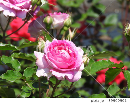 バラの花：シェエラザード 89900901