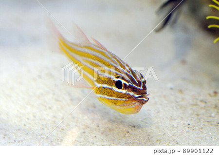 キンセンイチモチの口内保育③(卵見えません) キンセンイチモチの口内保育③(卵見えません) 89901122