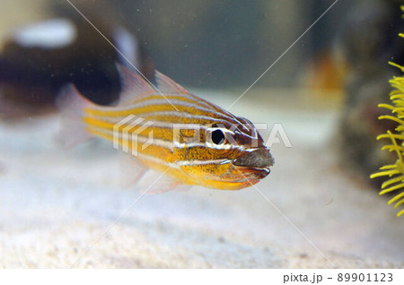 キンセンイチモチの口内保育④（水の入れ替え） 89901123