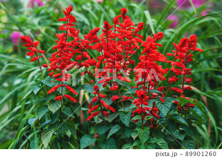 Scarlet sage - Salvia splendens Vista Red blooming in the garden bed 89901260