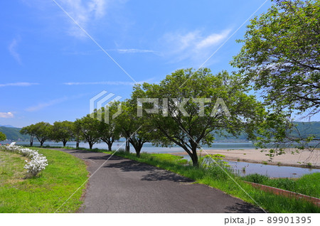 赤砂崎公園の木々風景 赤砂崎公園の木々風景 89901395