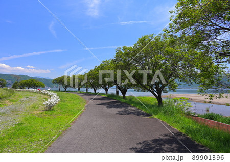 赤砂崎公園の木々風景 赤砂崎公園の木々風景 89901396