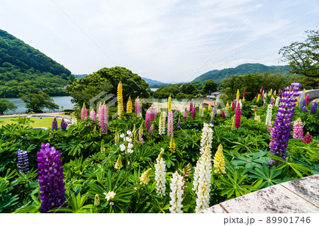 津久井湖　沢山の色で満開のルピナス　α6100 89901746