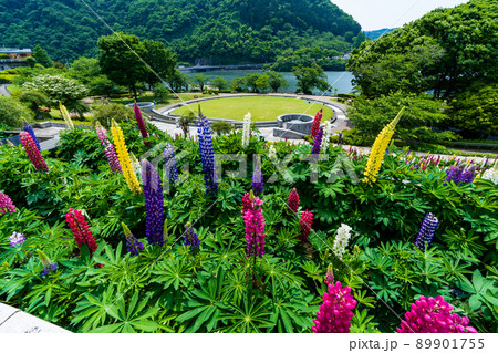 津久井湖　沢山の色で満開のルピナス　α6100 89901755
