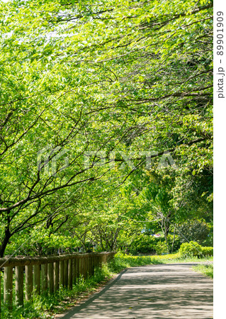 新緑の遊歩道 89901909