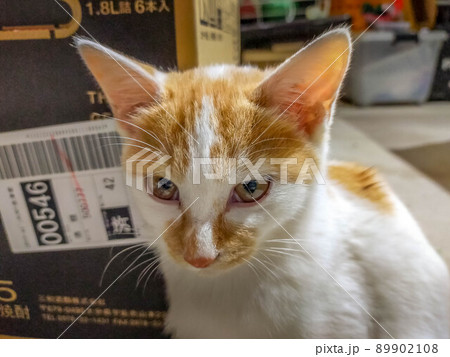子猫の真剣な眼差し 89902108