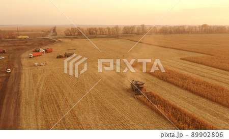 Agricultural machinery gathering ripe maize crop. 89902806