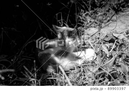 子猫たちの冒険 89903397