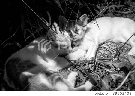 子猫たちの冒険 89903403