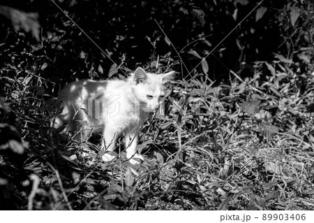 子猫たちの冒険 89903406