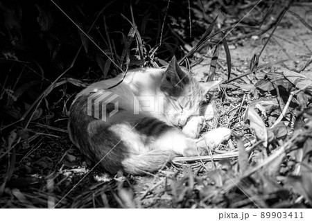 子猫たちの冒険 子猫たちの冒険 89903411