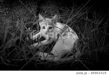 子猫たちの冒険 子猫たちの冒険 89903429