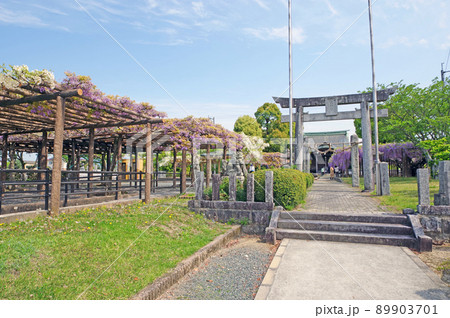 福岡県朝倉郡筑前町にある藤の里公園の上高場の大藤 89903701