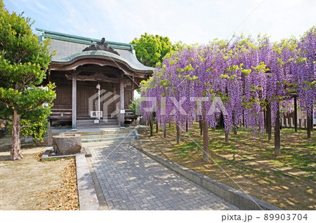 福岡県朝倉郡筑前町にある藤の里公園大神宮と上高場の大藤 89903704
