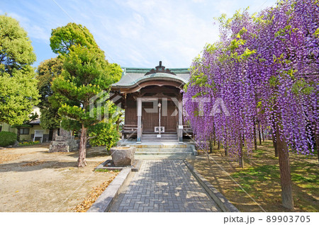 福岡県朝倉郡筑前町にある藤の里公園大神宮と上高場の大藤 福岡県朝倉郡筑前町にある藤の里公園大神宮と上高場の大藤 89903705