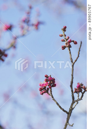 青空と紅い梅 89903767
