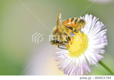 ミツバチ ミツバチ 89903789