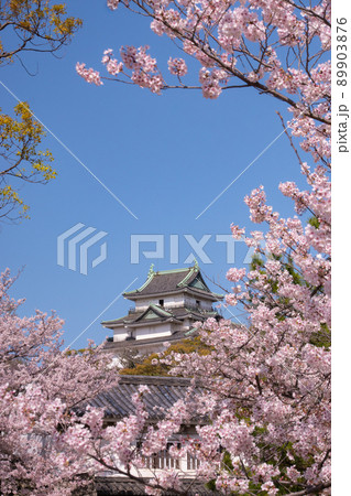 満開の桜と和歌山城天守閣 和歌山県和歌山市 満開の桜と和歌山城天守閣 和歌山県和歌山市 89903876