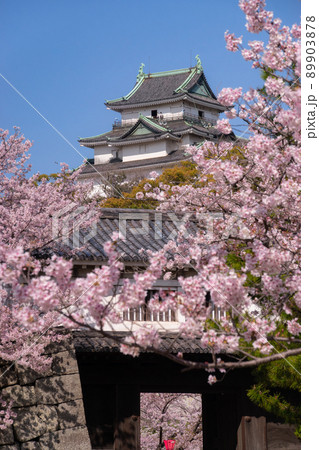 満開の桜と和歌山城天守閣　和歌山県和歌山市 89903878