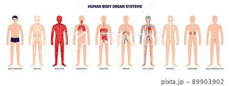 Human Body Organ System White Icon Set Human Body Organ System White Icon Set 89903902