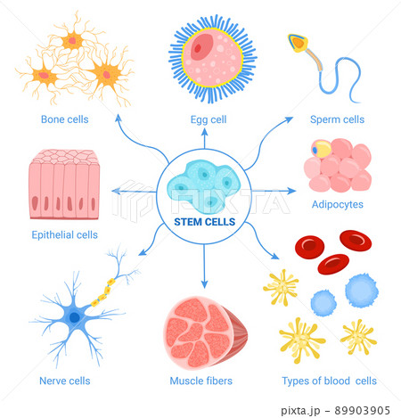 Embryonic Stem Cells Diagram