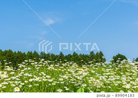 初夏の青空背景に満開のマーガレット 89904183