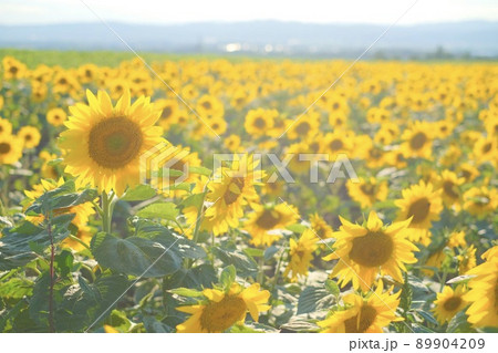 網走のひまわり畑 網走のひまわり畑 89904209