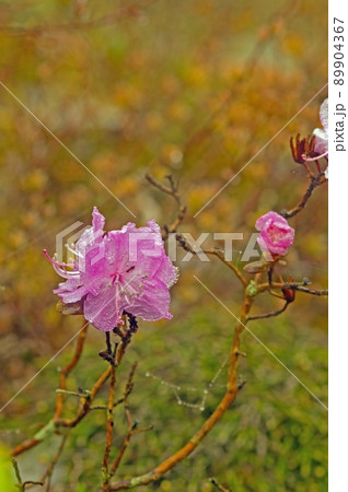 早朝の訪問者はアリ 89904367