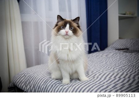 Young beautiful purebred Ragdoll cat at home 89905113