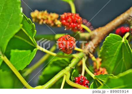 カラフルなクワの実（春、五月） 89905914