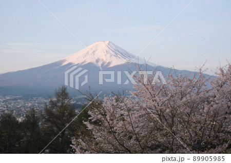 春の新倉山浅間公園の桜 89905985