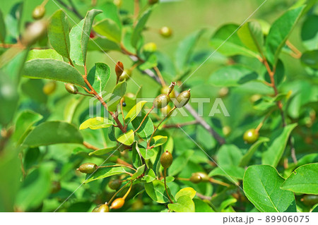 徐々に大きくなったナツグミの実(春、五月) 徐々に大きくなったナツグミの実(春、五月) 89906075