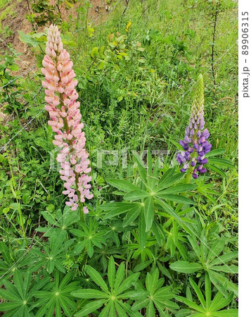 Colorful Lupin flower in a green field 89906315