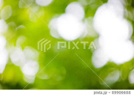 自然の玉ボケ 新緑 木々 自然の玉ボケ 新緑 木々 89906688