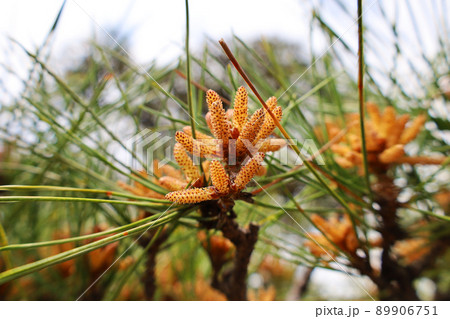 皇居外苑の松と松の花のアップ(東京都千代田区) 皇居外苑の松と松の花のアップ(東京都千代田区) 89906751