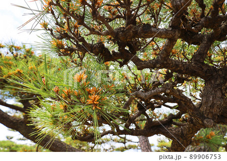 皇居外苑の松と松の花(東京都千代田区) 皇居外苑の松と松の花(東京都千代田区) 89906753
