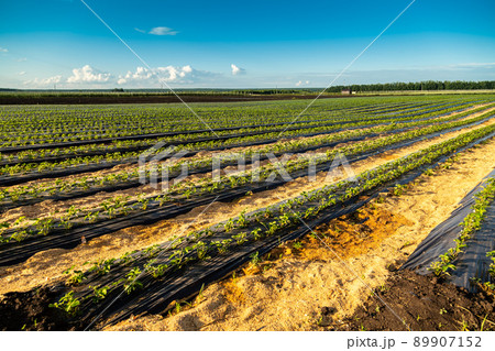 Strawberry plantation under mulch foil and with drip irrigation. Plants growing under black plastic sheets. 89907152
