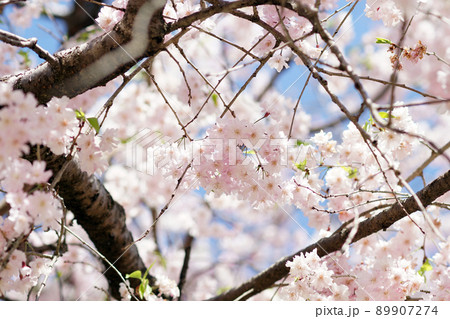SAKURA 3 89907274