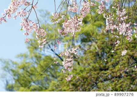 SAKURA 4 89907276