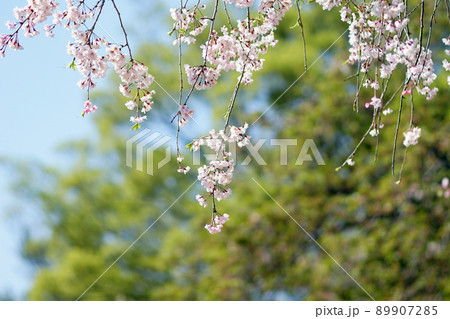 SAKURA 6 89907285