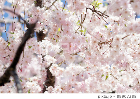 SAKURA 9 89907288