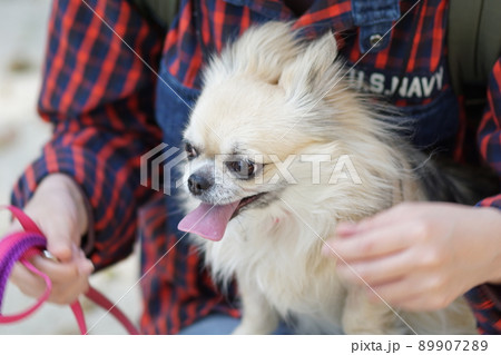 小型犬（チワワ）8 89907289