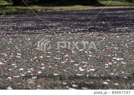 サクラの花びら 4 89907297