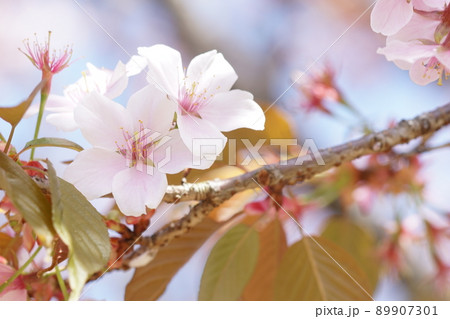 SAKURA 10 89907301