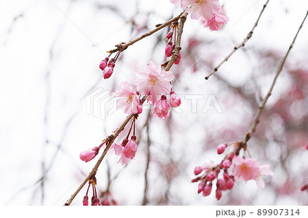 SAKURA 13 89907314
