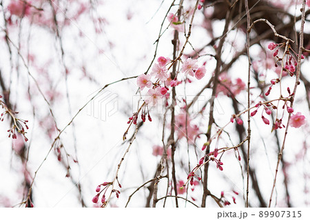 SAKURA 14 89907315