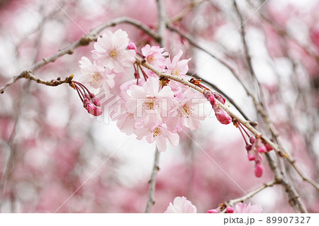 SAKURA 20 89907327