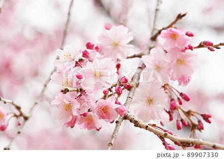 SAKURA 23 89907330