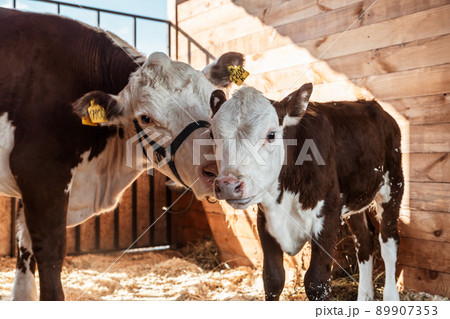 Portrait of a cow with a calf in the farm 89907353